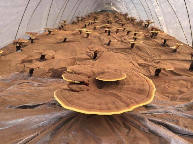 Technology for the cultivation of the yangtze plantation in shandong crown county