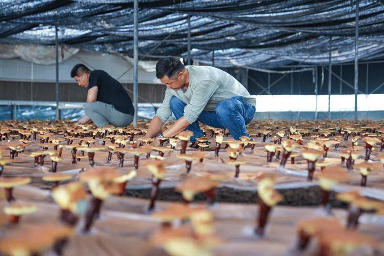 Technology for the cultivation of the yangtze plantation in shandong crown county