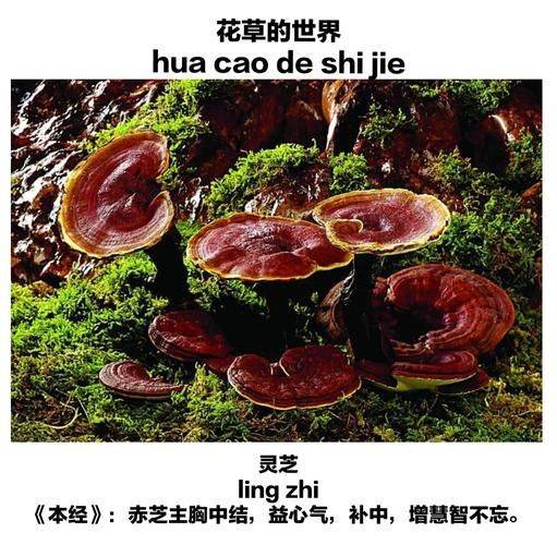 Technology for the cultivation of the yangtze plantation in shandong crown county