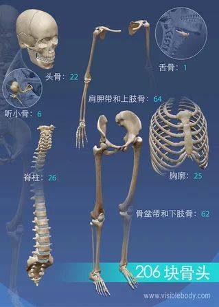 骨架大小的特点
