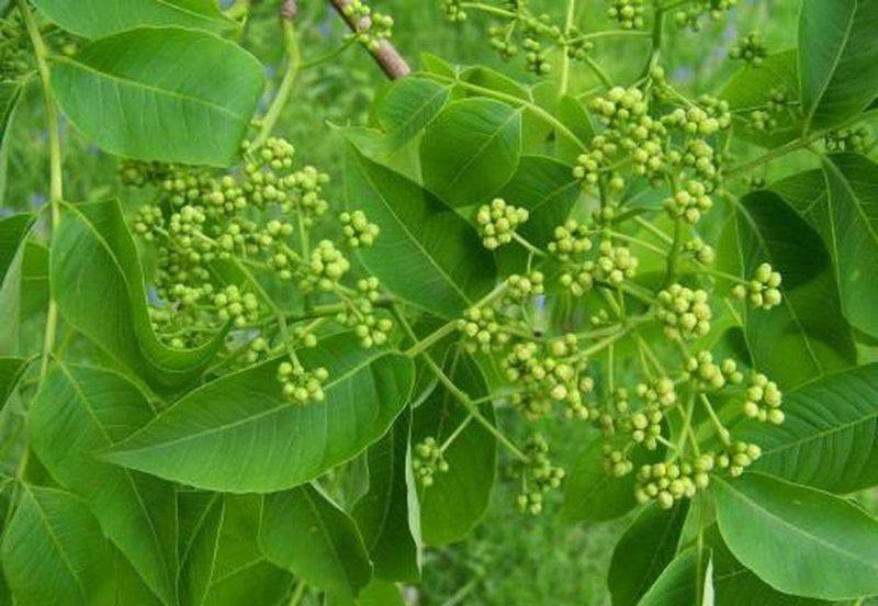 黄柏种植技术