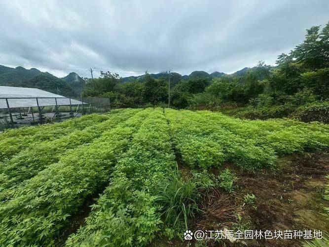黄柏种植技术