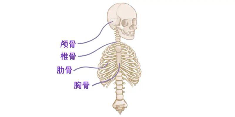 骨架大小的特点