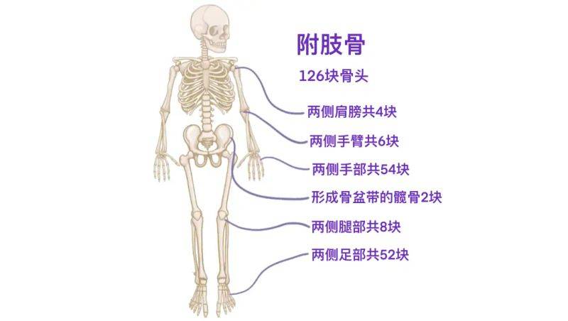 骨架大小的特点