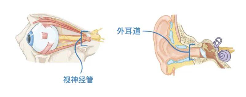 骨架大小的特点