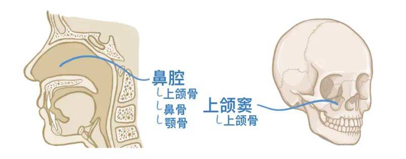 骨架大小的特点