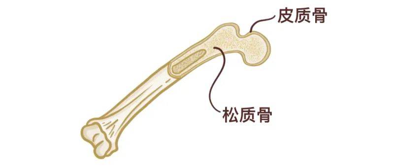 骨架大小的特点