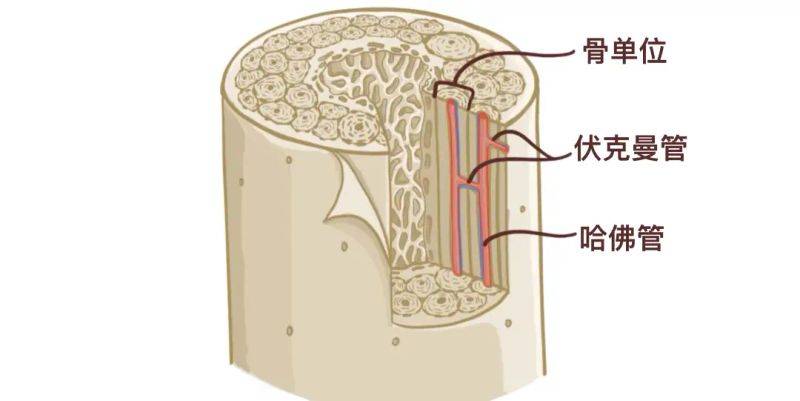 骨架大小的特点