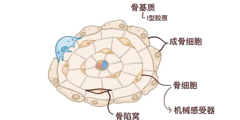 骨架大小的特点
