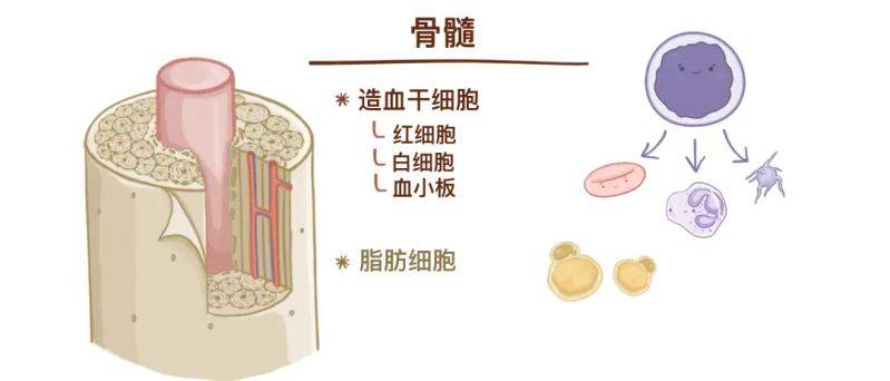 骨架大小的特点