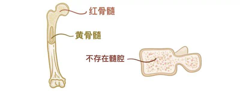 骨架大小的特点