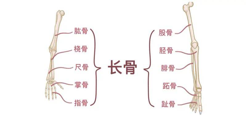 骨架大小的特点