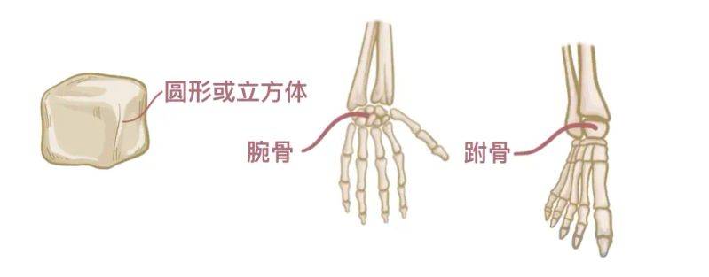 骨架大小的特点