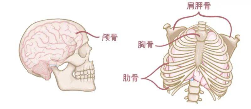 骨架大小的特点