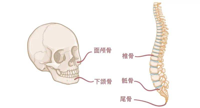 骨架大小的特点
