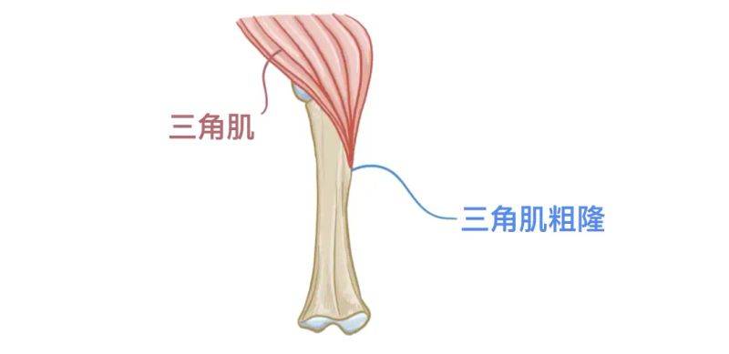骨架大小的特点