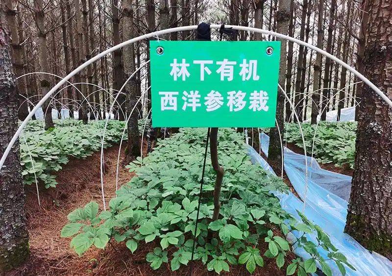 云南天麻种植技术视频