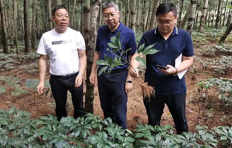 云南天麻种植技术视频