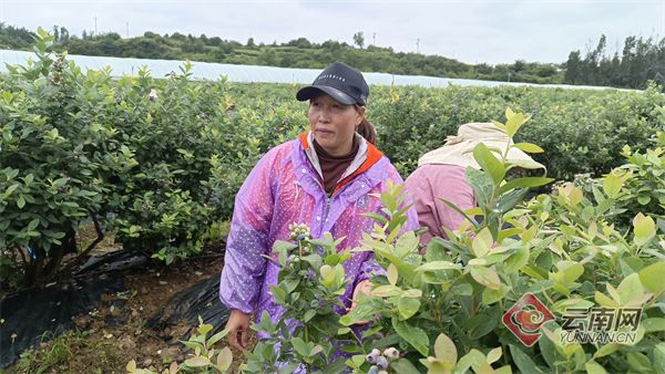 佳沃蓝莓种植技术