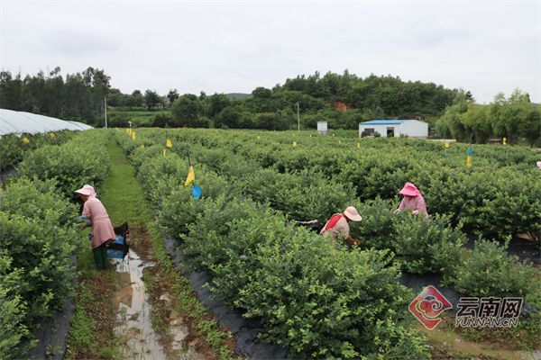佳沃蓝莓种植技术