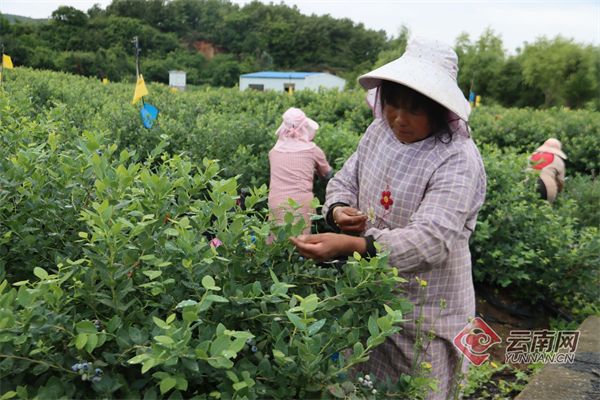 佳沃蓝莓种植技术