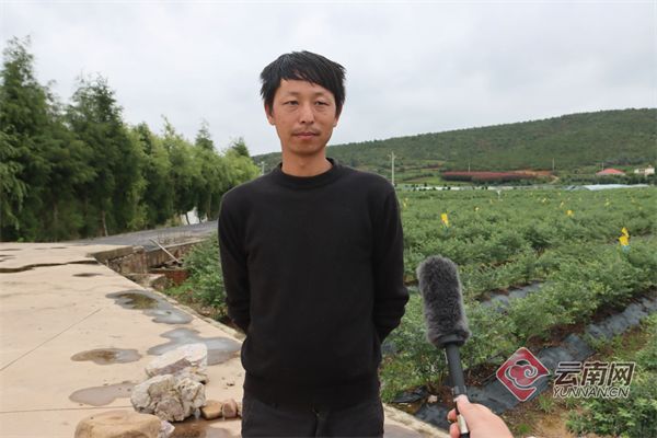 佳沃蓝莓种植技术