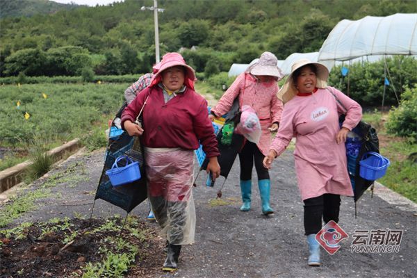 佳沃蓝莓种植技术