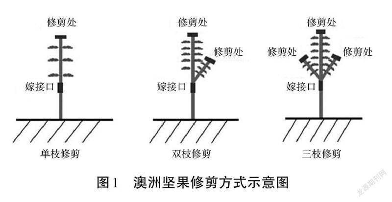 夏威夷坚果种植技术