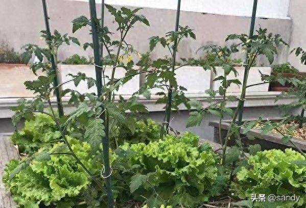 阳台空地别浪费,38种家常蔬菜随手种,自给自足天天有鲜菜