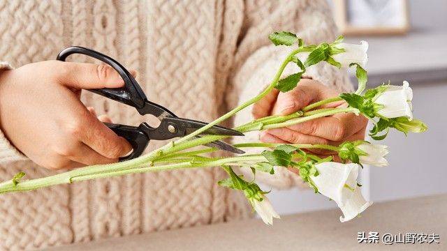 盆栽鱼腥草种植方法