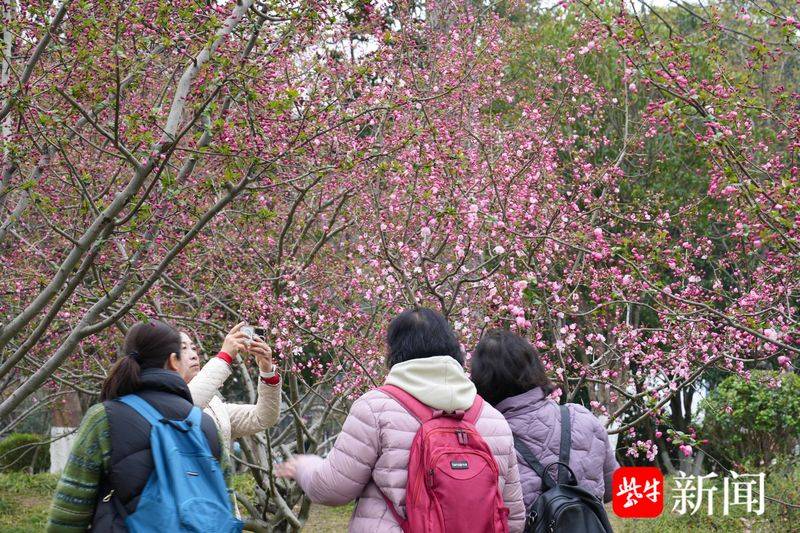 垂丝海棠种植方法
