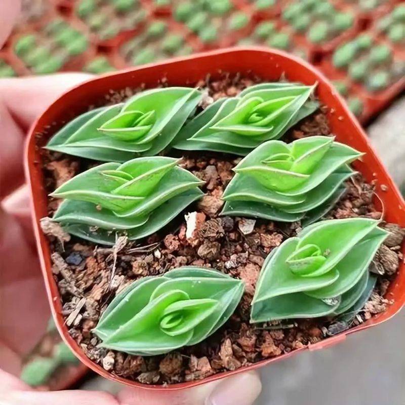 简单叠扇子方法