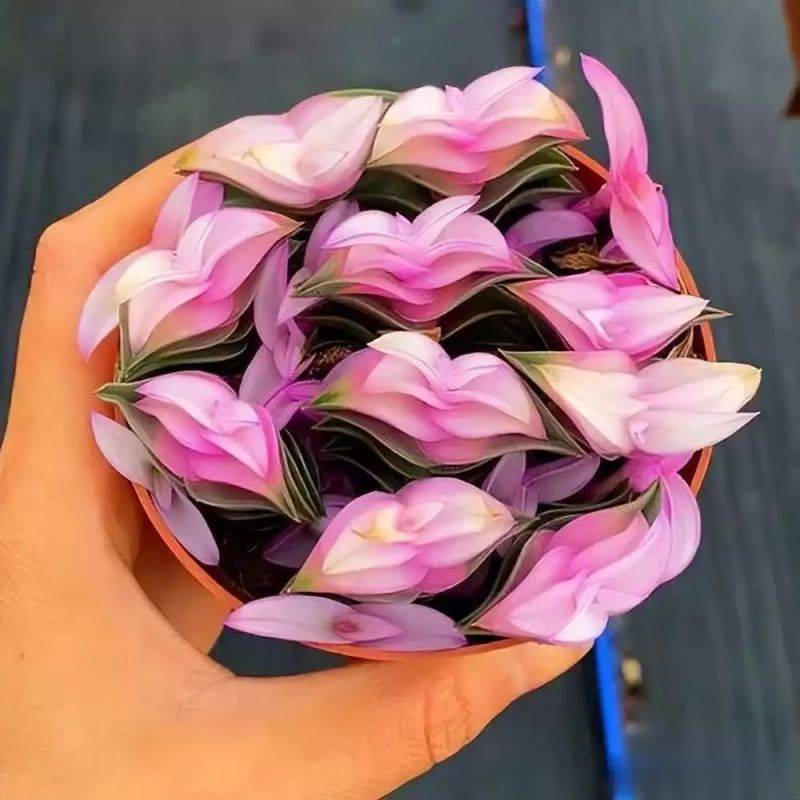 简单叠扇子方法