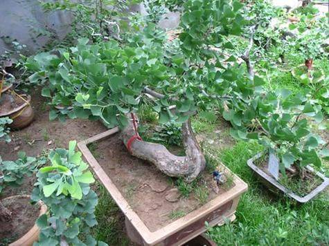 银杏树的种植方法