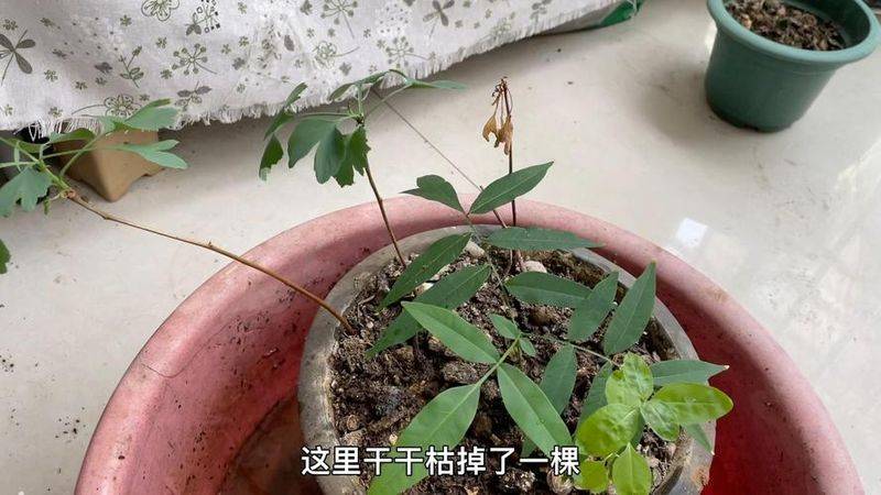 银杏树的种植方法