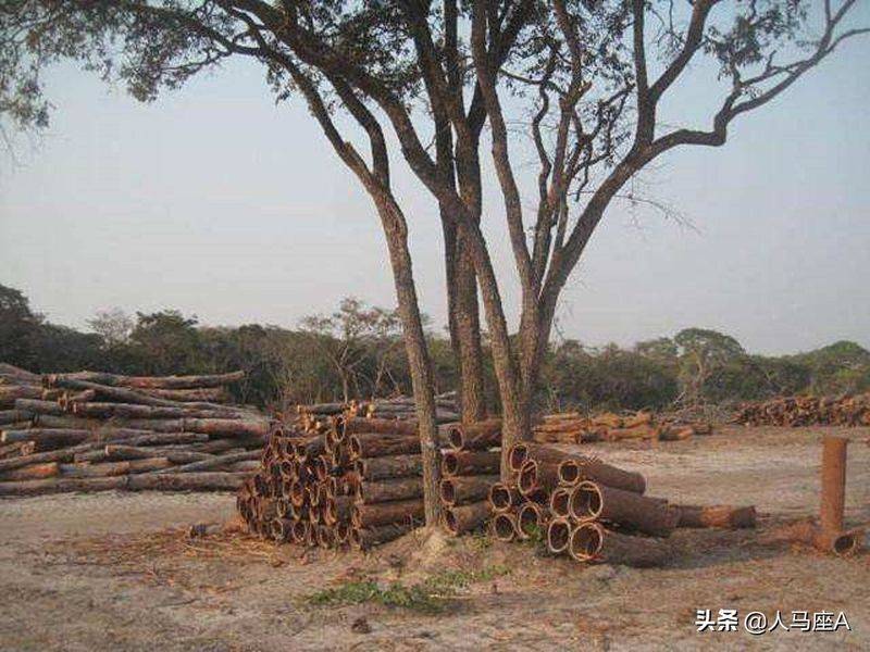 安哥拉树皮多少钱一斤