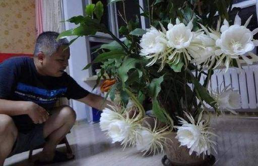 盆栽鱼腥草种植方法