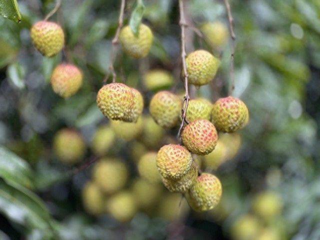 水果新品种种植