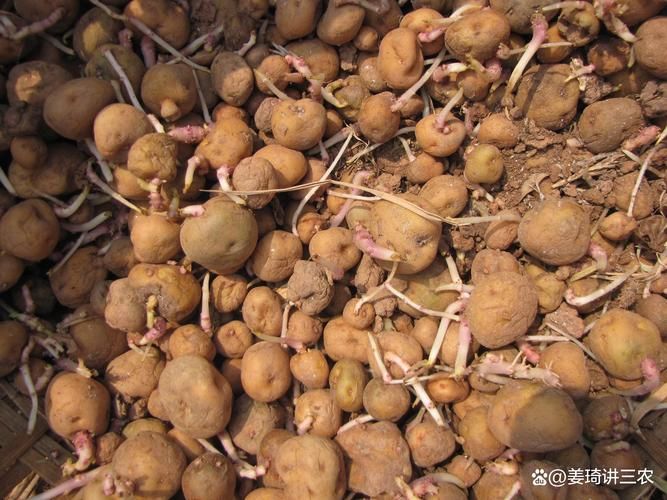 秋西瓜种植技术