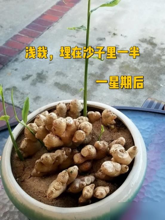 碗莲藕的种植方法水培