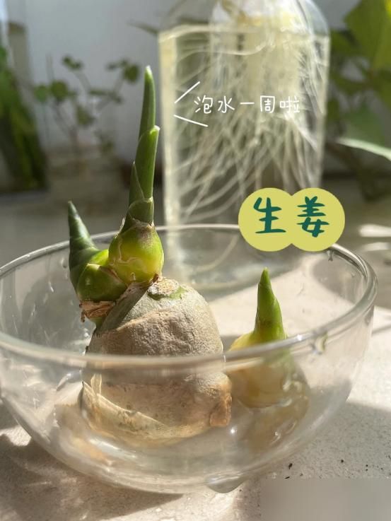 碗莲藕的种植方法水培