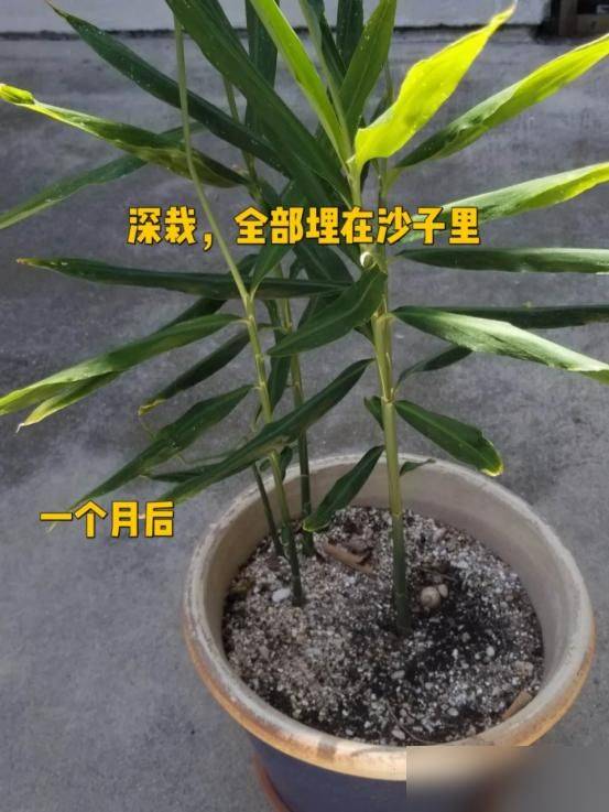 碗莲藕的种植方法水培