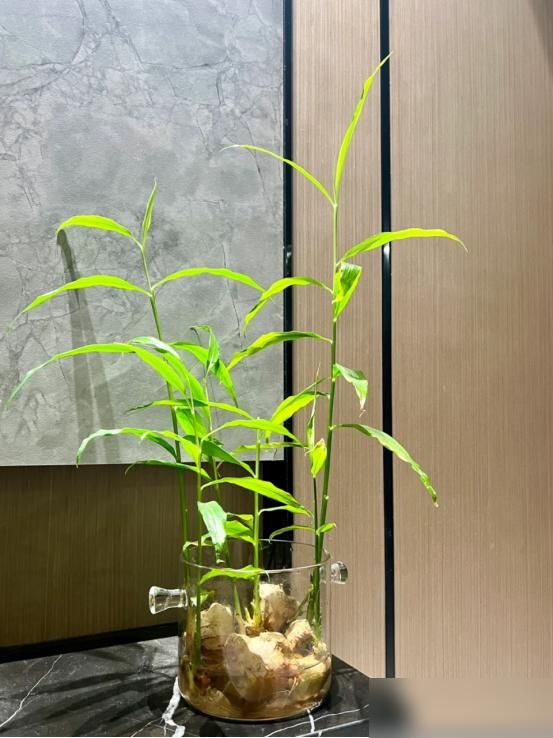 碗莲藕的种植方法水培