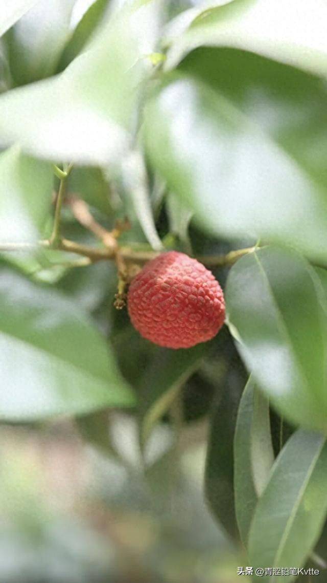 水果种植新品种