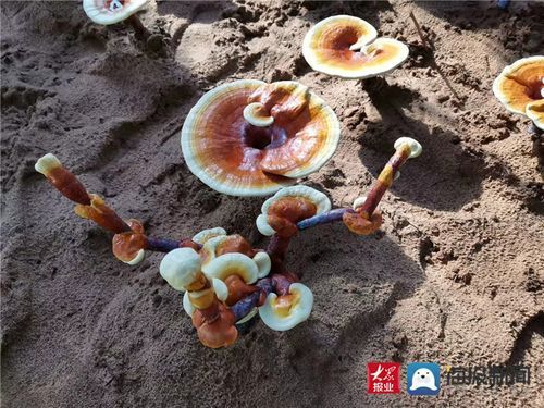 山东冠县靖当铺灵芝种植园灵芝大棚种植技术