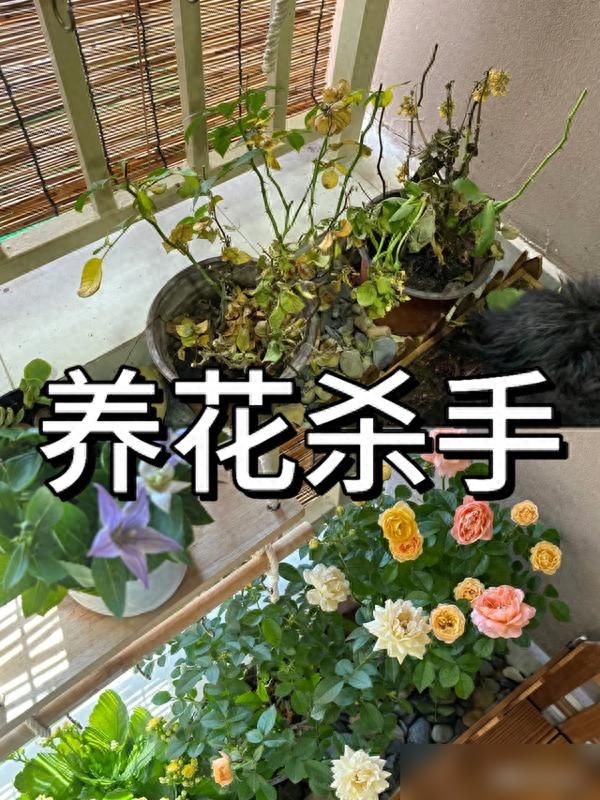 适宜室内种植的植物