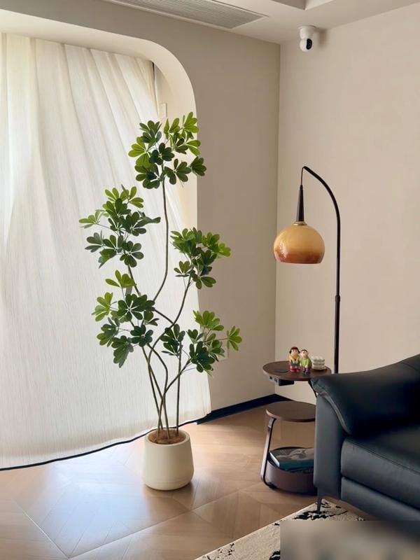 适宜室内种植的植物