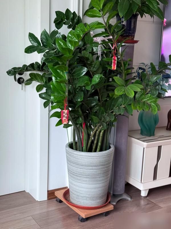 适宜室内种植的植物