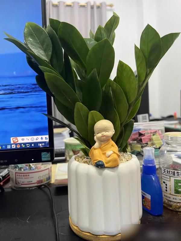 适宜室内种植的植物