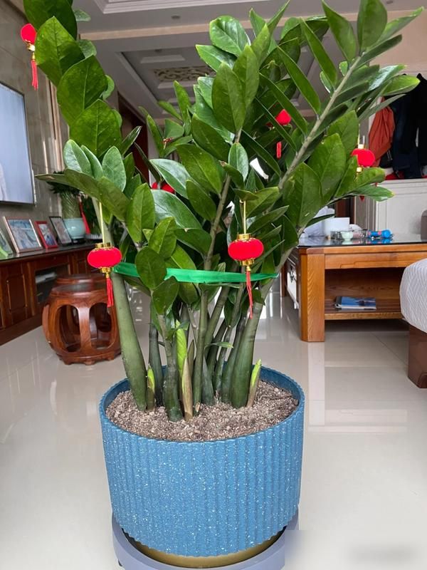 适宜室内种植的植物